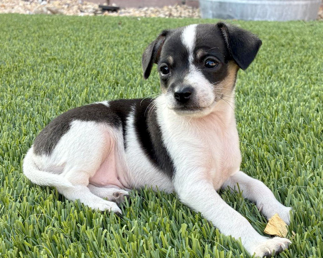 adoptable Dog in Corona, CA named Leo
