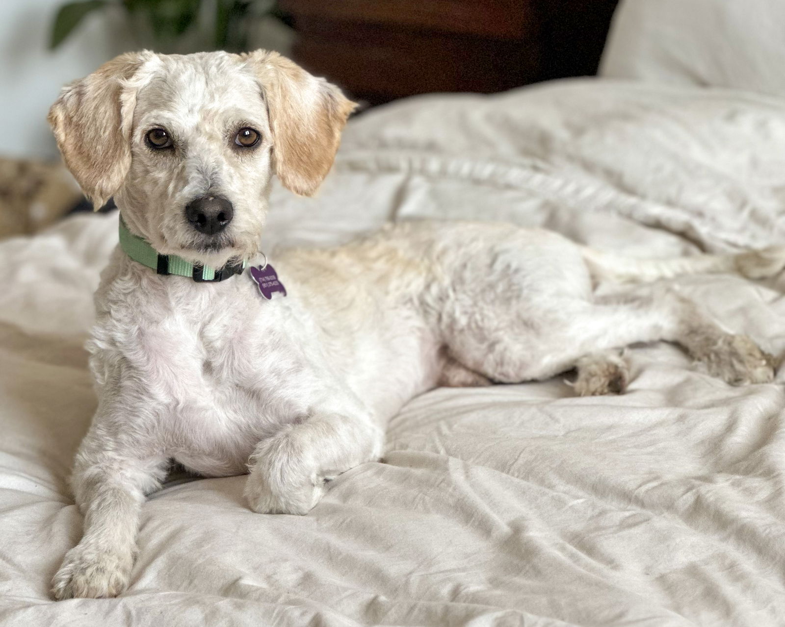 adoptable Dog in Corona, CA named Ziggy