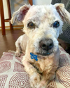 adoptable Dog in corona, CA named Hank