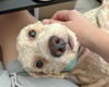 Oliver - Photo 4