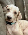 Oliver - Photo 5