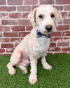 Oliver - Photo 2