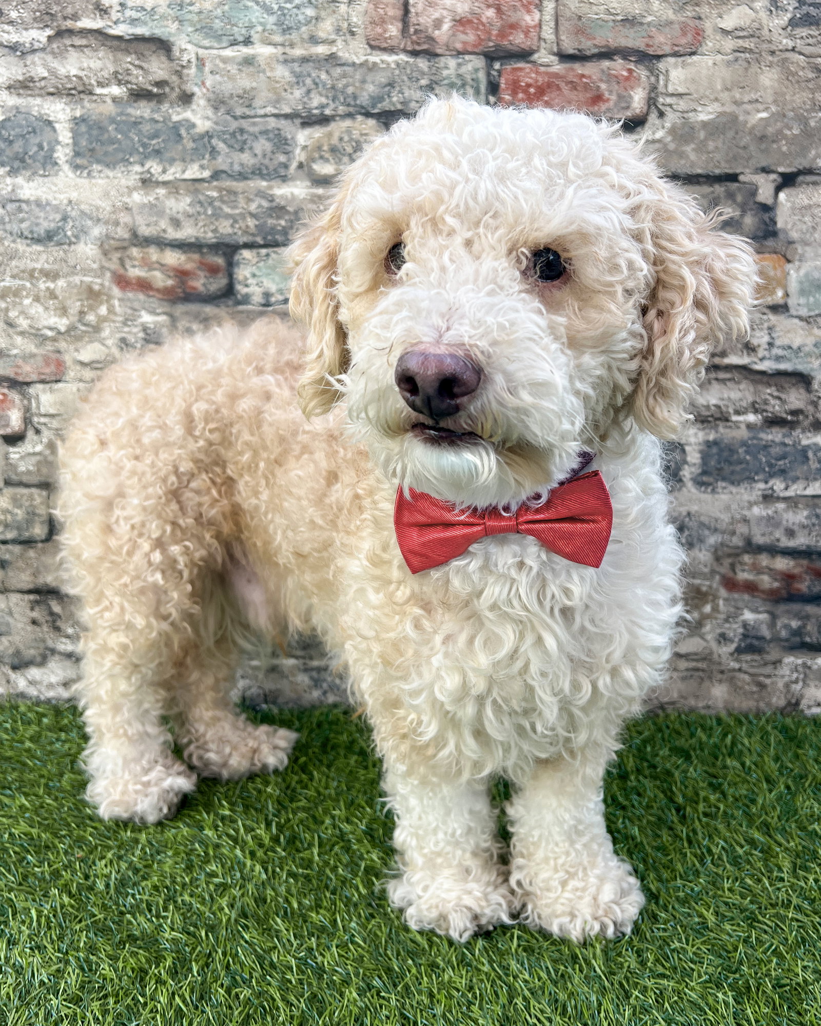 Oliver Image