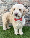 Oliver - Photo 1