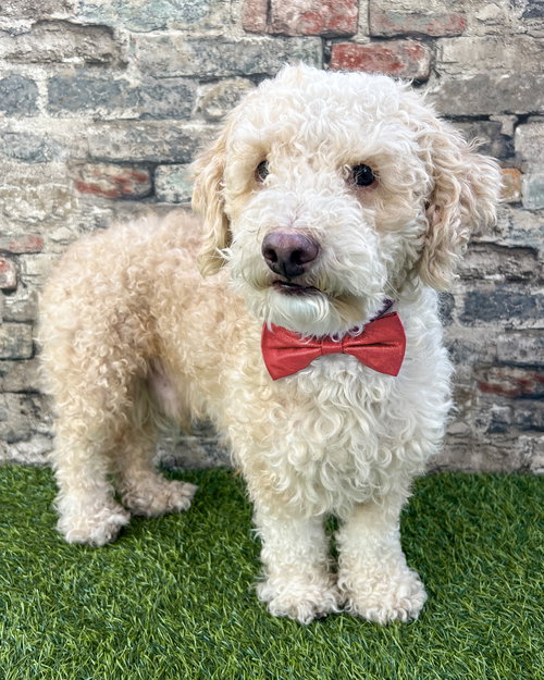 picture of the dog needing adoption