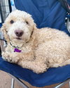 Oliver - Photo 2