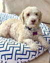 Oliver - Photo 4