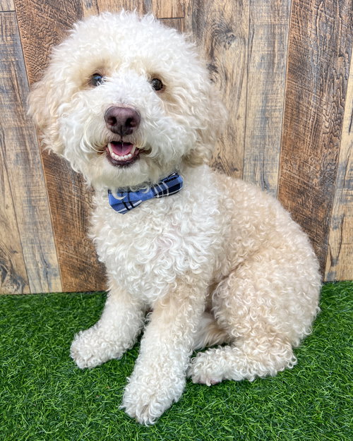 OLIVER - Poodle (Miniature) available for adoption