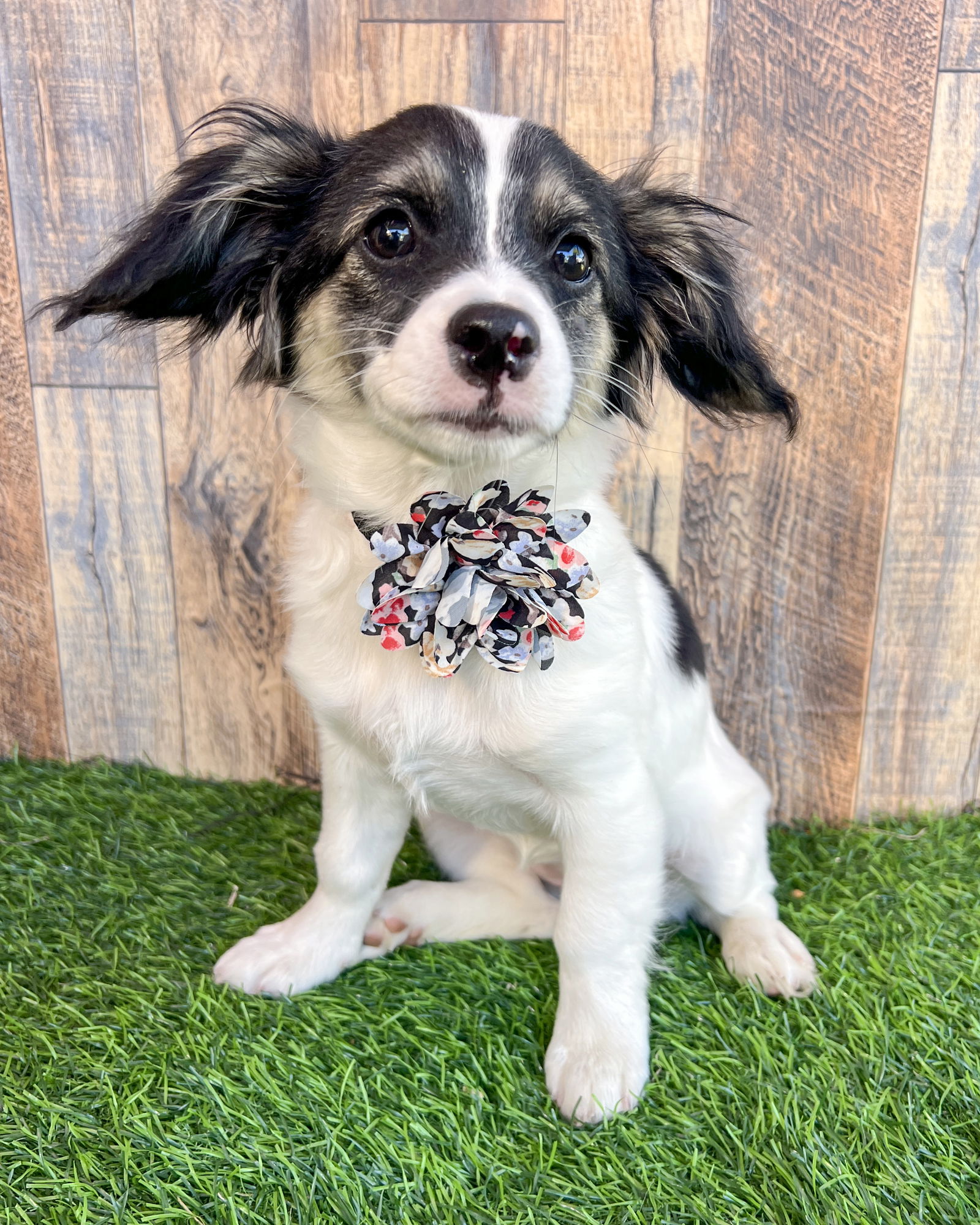 adoptable Dog in Corona, CA named Vaca
