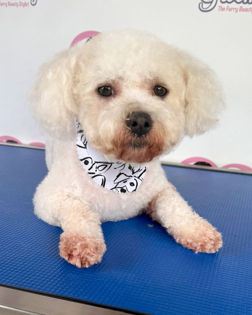 CHARLIE - Poodle (Miniature) available for adoption