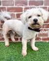 Charlie - Photo 1