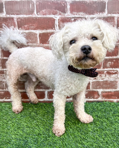 CHARLIE - Poodle (Miniature) available for adoption