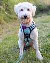 Clementine - Photo 8