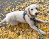 Clementine - Photo 3