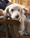 Clementine - Photo 5