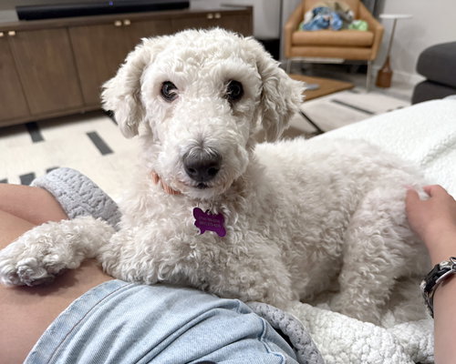 CLEMENTINE - Poodle (unknown type) available for adoption