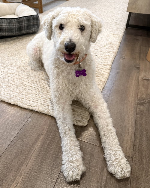CLEMENTINE - Poodle (unknown type) available for adoption