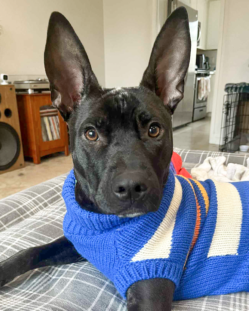 KODIAK - Pit Bull Terrier available for adoption
