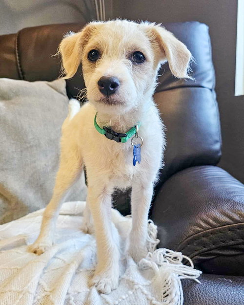 BANKS - Terrier available for adoption