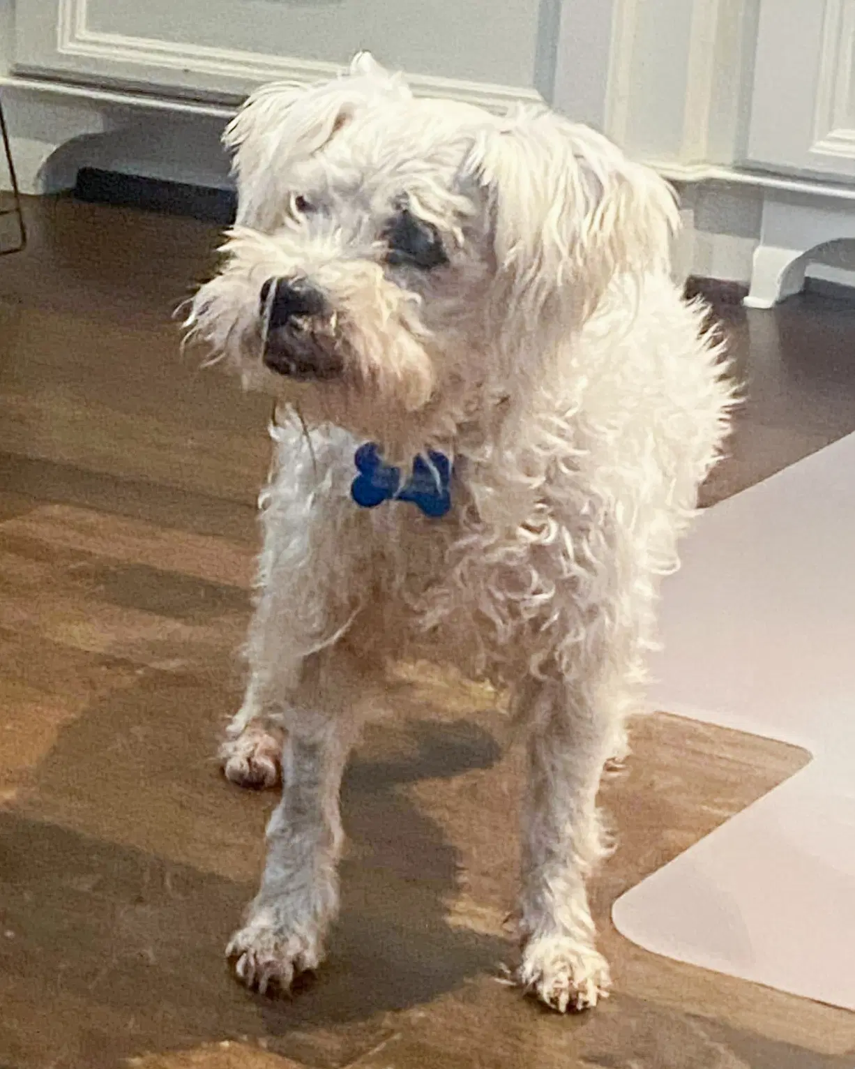 Scout - Poodle (Miniature)