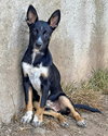 Banjo - Photo 2