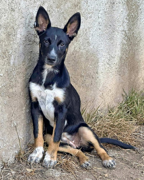 BANJO - Cattle Dog / German Shepherd Dog available for adoption