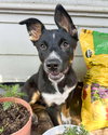 Banjo - Photo 3