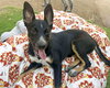 Banjo - Photo 4