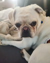 Pugsley - Photo 6