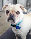Pugsley - Photo 3