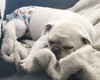 Pugsley - Photo 7