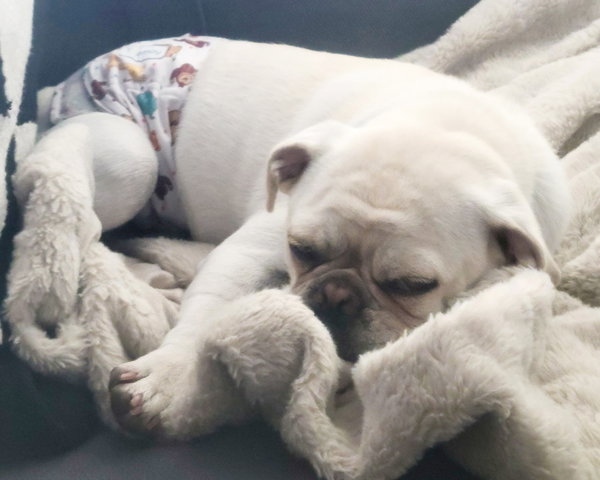 Pugsley