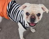 Pugsley - Photo 5