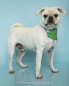 Pugsley - Photo 4