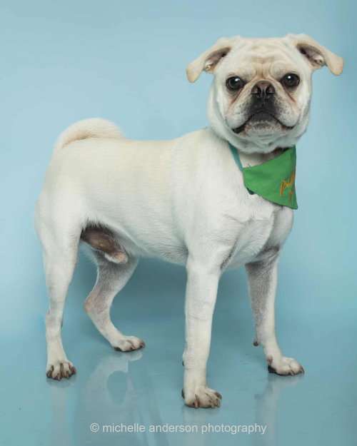 Pugsley photo 5