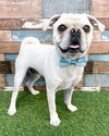 Pugsley - Photo 2