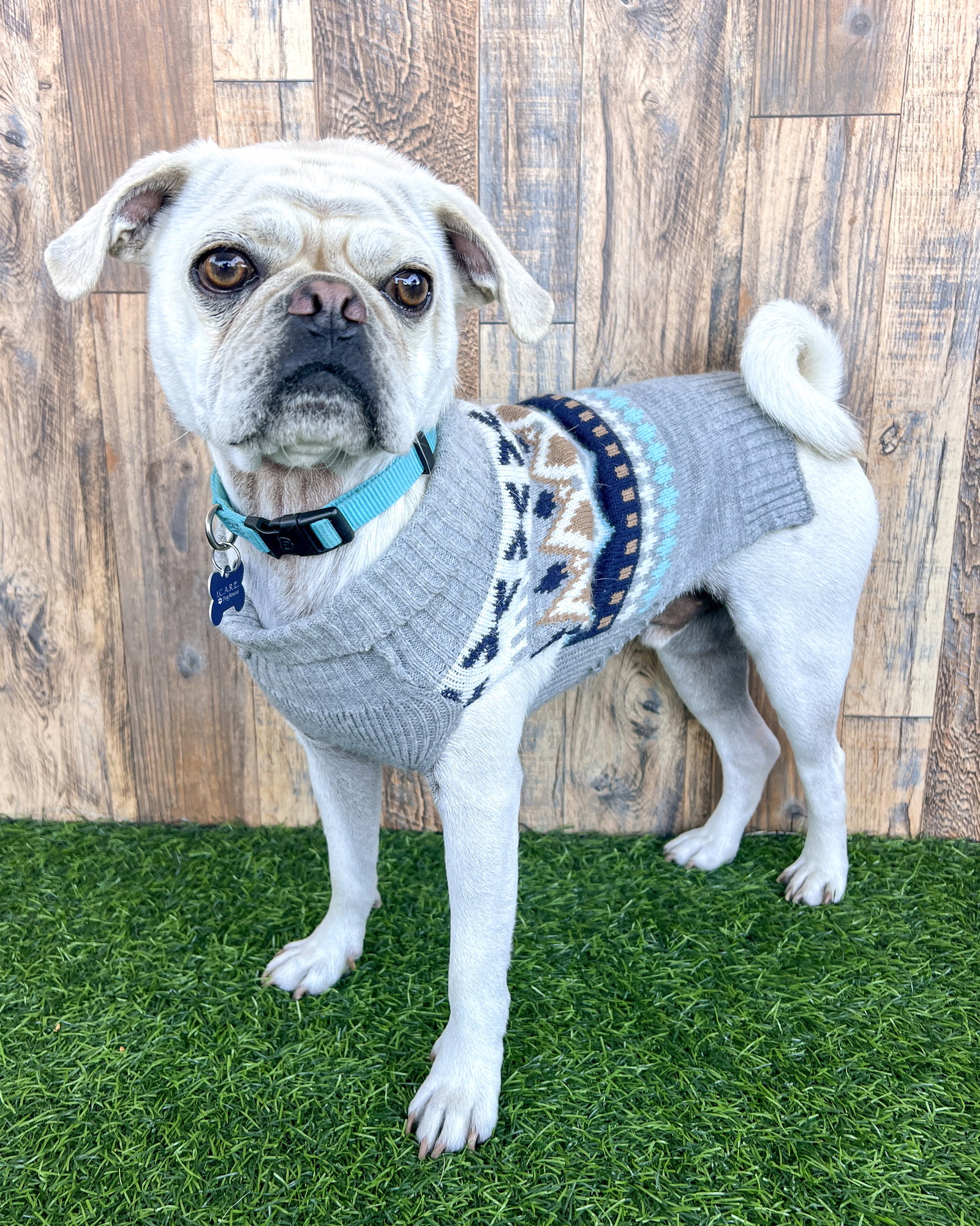 Pugsley Image
