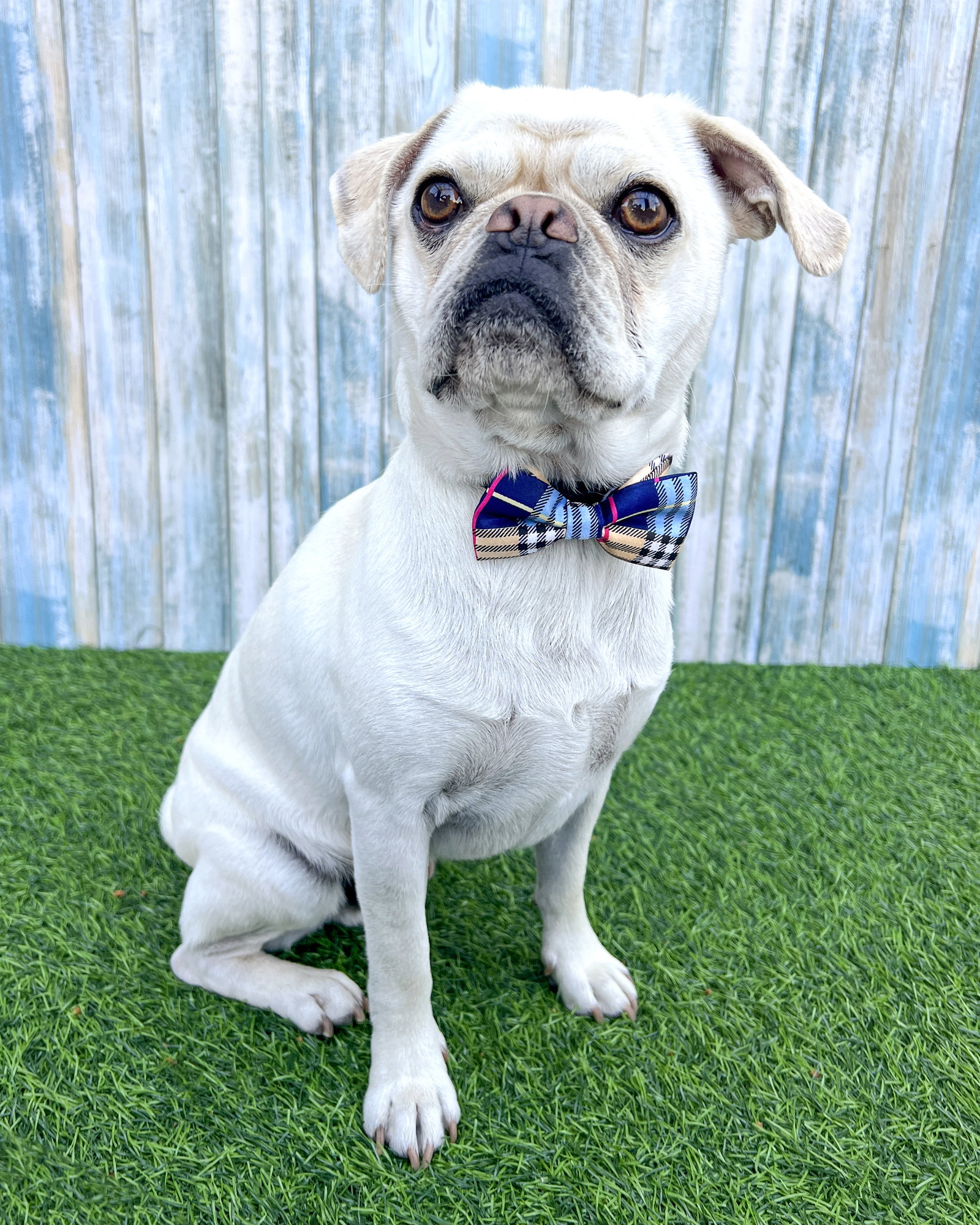Pugsley