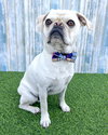 Pugsley - Photo 1
