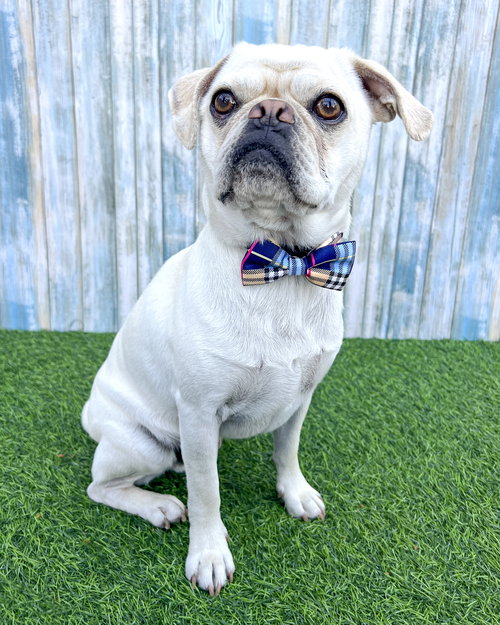 PUGSLEY - Pug available for adoption