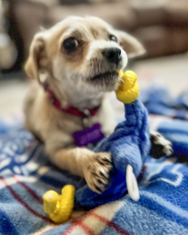 Tia