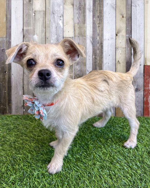 picture of the dog needing adoption