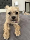 Josie - Photo 7
