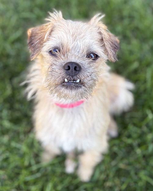 JOSIE - Border Terrier available for adoption