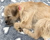 Josie - Photo 5