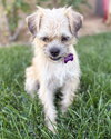 Josie - Photo 4
