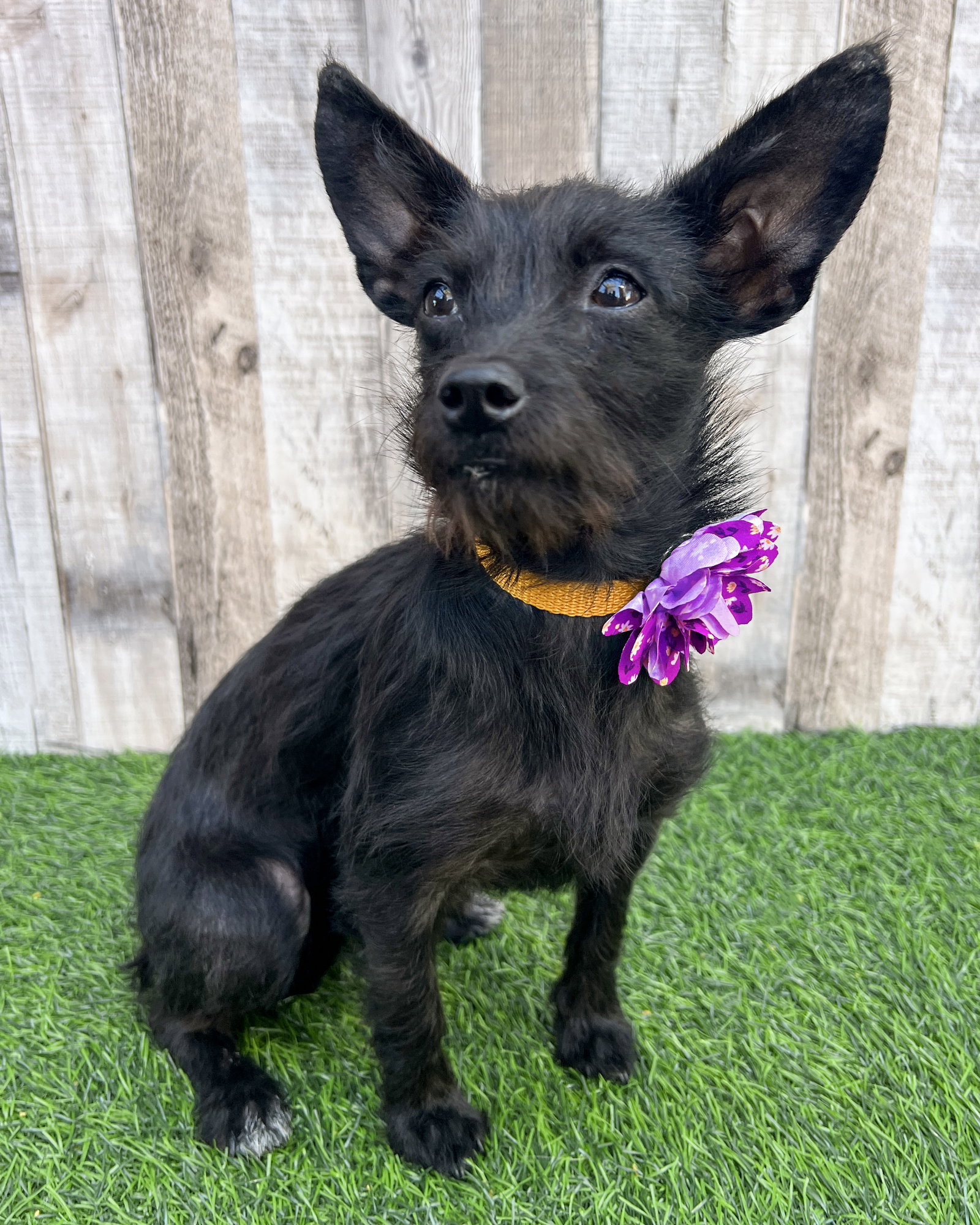 Kayla Image