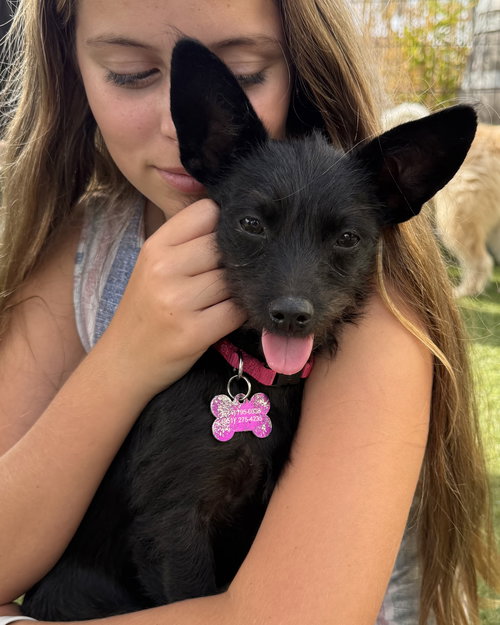 KAYLA - Terrier available for adoption