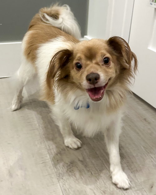COCOA BEAN - Papillon available for adoption