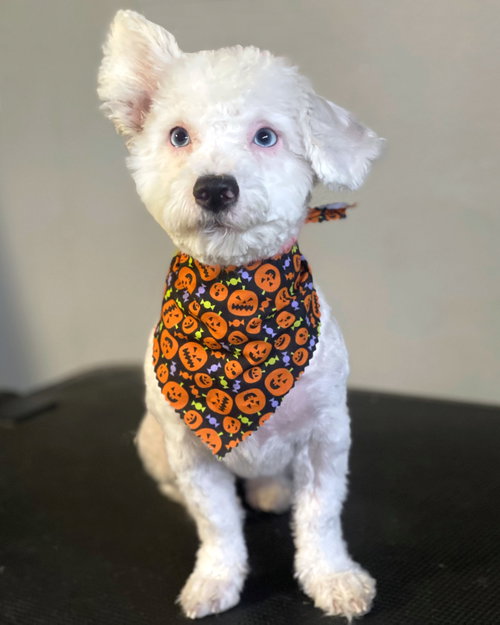 Photo of Pippa